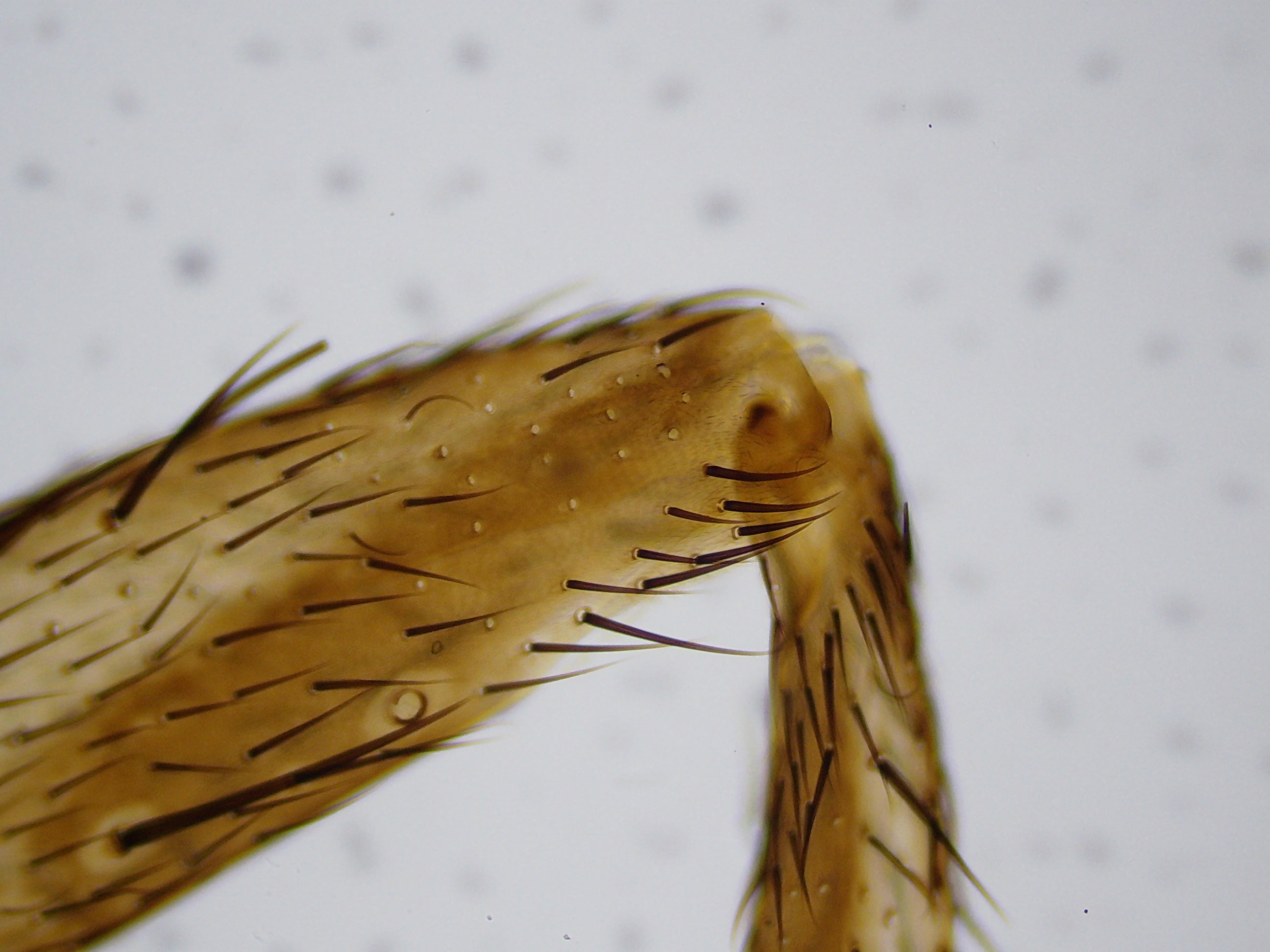 Microscope LCD National Geographic 40X-1600X