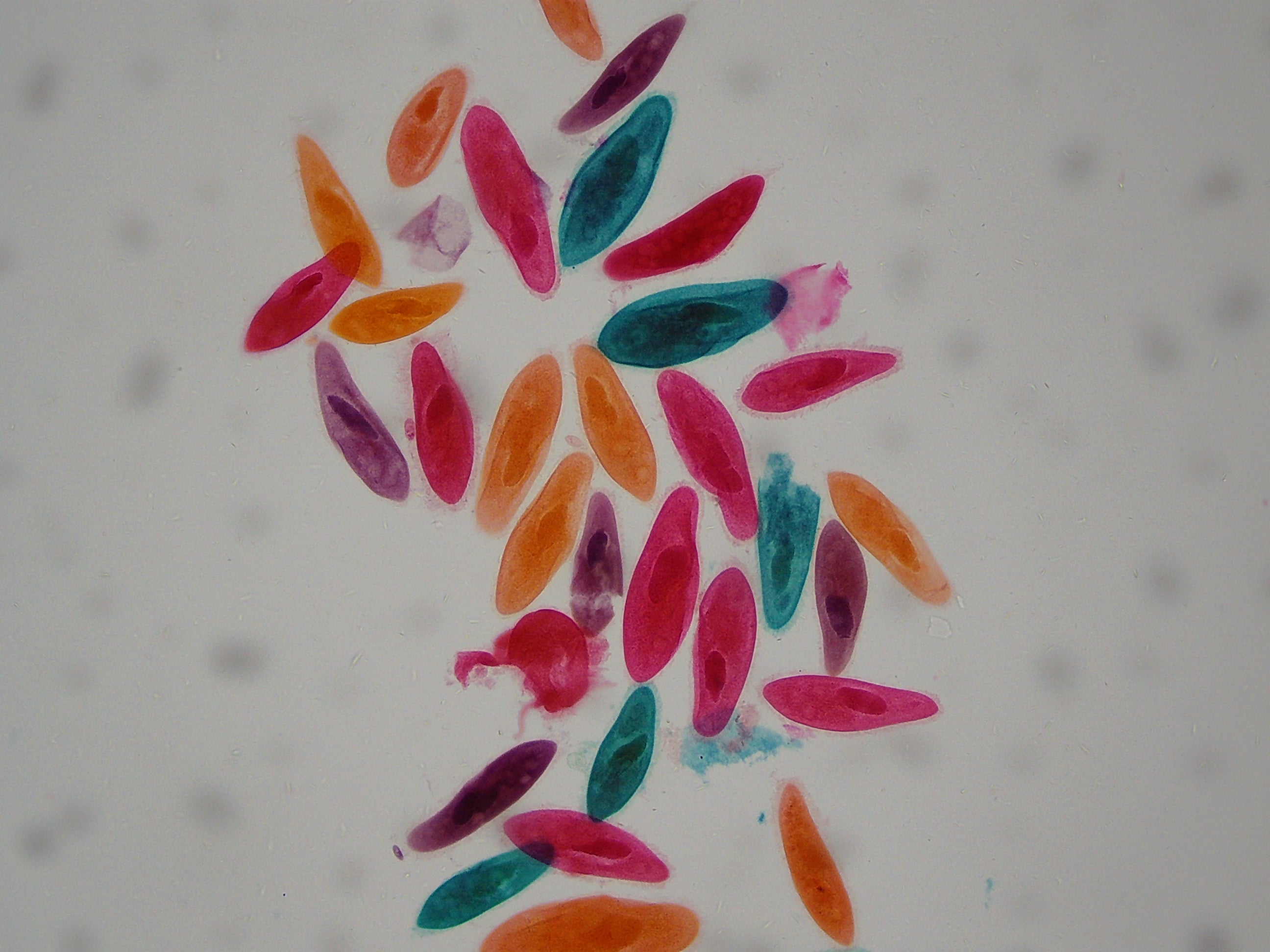 Microscope LCD National Geographic 40X-1600X