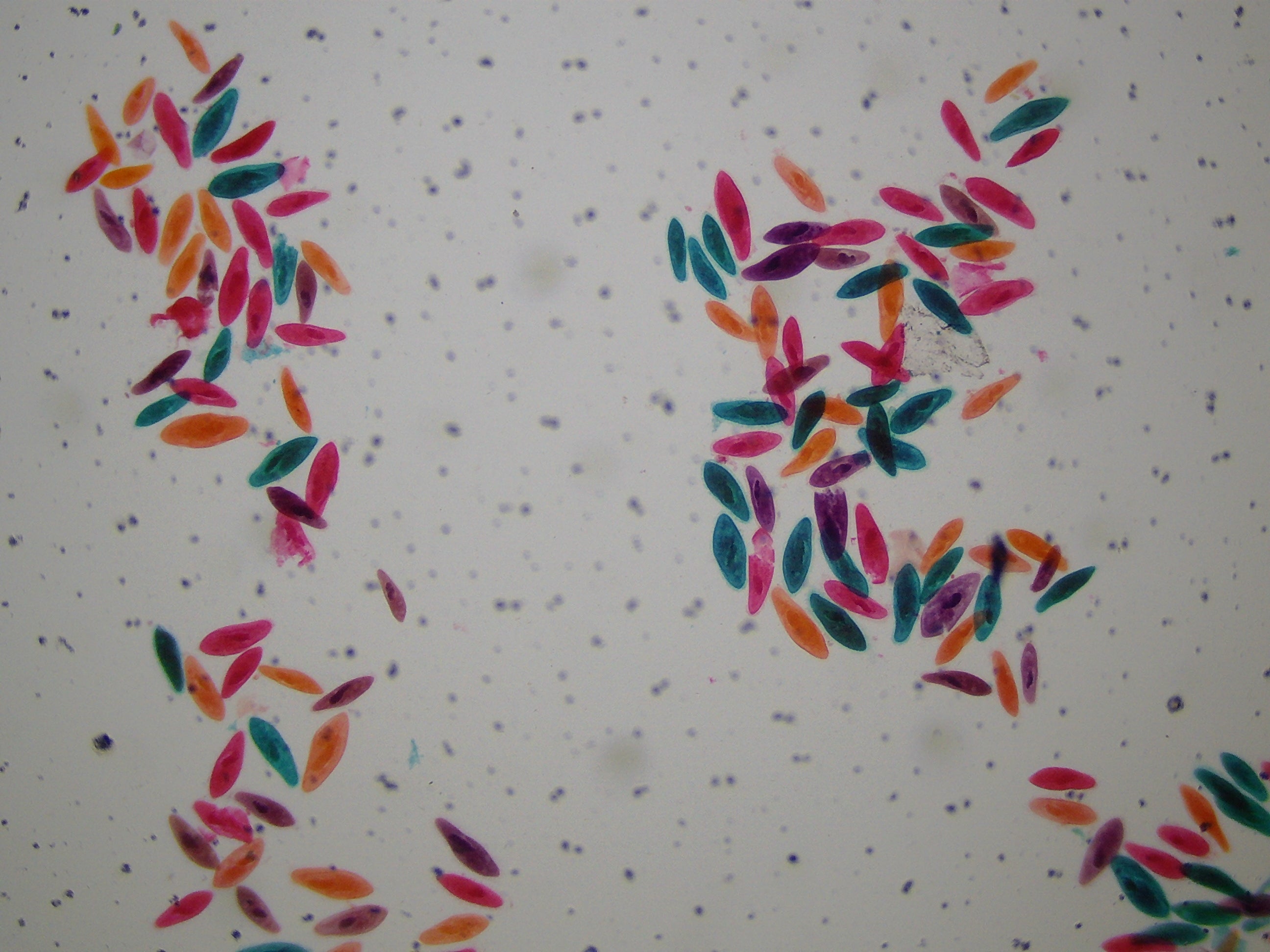 Microscope LCD National Geographic 40X-1600X